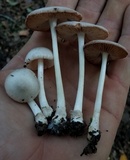 Volvopluteus earlei image