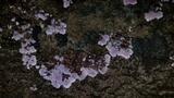Punctularia atropurpurascens image