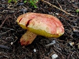 Pulchroboletus rubricitrinus image