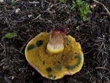 Pulchroboletus rubricitrinus image