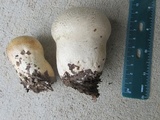 Calvatia craniiformis image