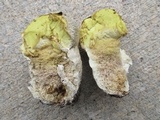 Calvatia craniiformis image