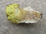 Calvatia craniiformis image