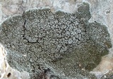 Solenopsora cesatii image