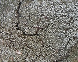Solenopsora cesatii image