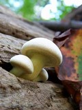 Gymnopilus luteus image