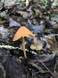 Entoloma quadratum image
