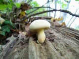 Gymnopilus luteus image
