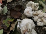 Entoloma abortivum image