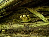 Gymnopilus luteus image