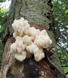 Hericium americanum image