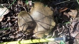 Boletinellus merulioides image