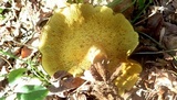 Boletinellus merulioides image