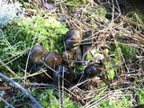 Hygrophorus fuligineus image