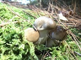 Hygrophorus fuligineus image