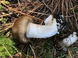 Hygrophorus fuligineus image
