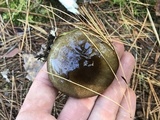 Hygrophorus fuligineus image