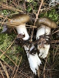 Hygrophorus fuligineus image