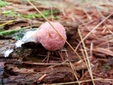 Lycogala epidendrum image