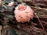 Lycogala epidendrum image