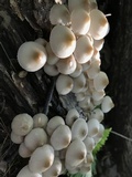 Mycena inclinata image