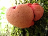 Fistulina hepatica image