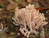 Lentaria byssiseda image
