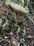 Boletus chrysenteron image