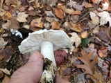 Tricholoma subresplendens image
