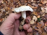 Tricholoma subresplendens image