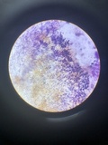 Exidia recisa image