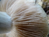 Entoloma lividoalbum image