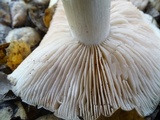 Entoloma lividoalbum image