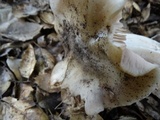 Entoloma lividoalbum image