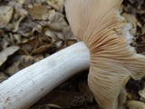 Entoloma lividoalbum image