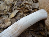 Entoloma lividoalbum image