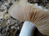 Entoloma lividoalbum image