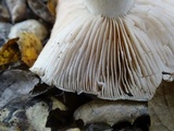 Entoloma lividoalbum image