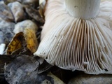 Entoloma lividoalbum image
