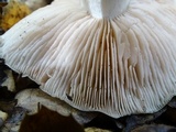 Entoloma lividoalbum image