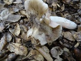 Entoloma lividoalbum image