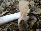 Entoloma lividoalbum image