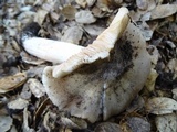 Entoloma lividoalbum image