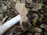 Entoloma lividoalbum image