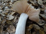 Entoloma lividoalbum image
