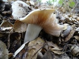 Entoloma lividoalbum image