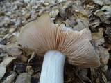 Entoloma lividoalbum image