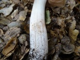 Entoloma lividoalbum image