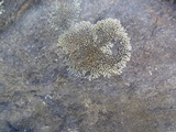 Lecanora sierrae image