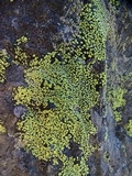 Rhizocarpon lecanorinum image